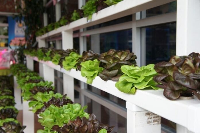 hydroponic gardening and benefits space travel