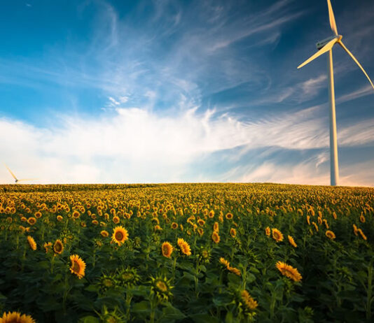environmental technology with wind turbine in field of sunflowers