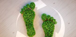 Stepping Towards Sustainability: The Wool Footwear Revolution green footprints made from green trees for the footwear revolution