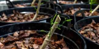 From Branch to Root: Unveiling the Insights of Arborist Reports From Branch to Root: Unveiling the Insights of Arborist Reports