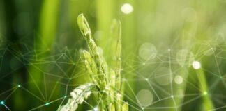 IoT is Paving Our Way to a Sustainable Future wheat plant with IoT graphic to monitor it