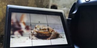 AI Video Generator Transforms Images and Text into Dynamic Visuals An AI video generator can turn images into video, shown with a toad in a camera view