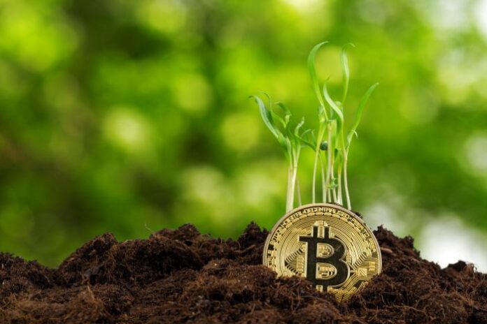 crypto yield farming, shown with bitcoin as a seed germinating green sprout