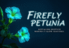 Firefly Petunia: Revealing Biotech Behind Its Glow Features Firefly Petunia