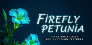 Firefly Petunia: Revealing Biotech Behind Its Glow Features Firefly Petunia