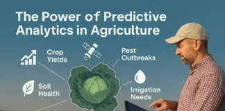 The Power of Predictive Analytics in Agriculture Illustration of predictive analytics in agriculture