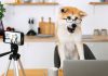 Lipsync.video’s AI Cartoon & Pet Generators Transform Creative Video AI cartoon