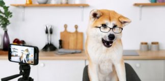 Lipsync.video’s AI Cartoon & Pet Generators Transform Creative Video AI cartoon