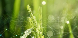 IoT is Paving Our Way to a Sustainable Future wheat plant with IoT graphic to monitor it