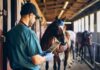 The Digital Shift in Horse Stable Operations Horse Stable Operations