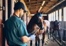 The Digital Shift in Horse Stable Operations Horse Stable Operations