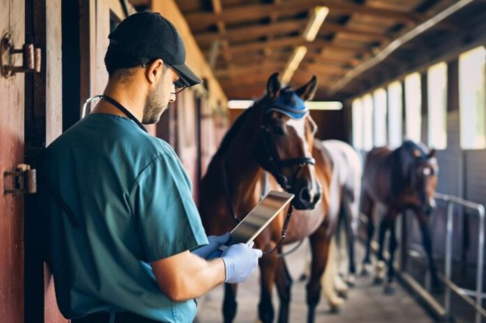 Horse Stable Operations 1 Horse Stable Operations