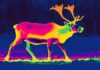 Can Thermal Cameras Detect Animals at Night? thermal animal detection