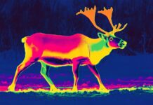 Can Thermal Cameras Detect Animals at Night? thermal animal detection