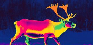 Can Thermal Cameras Detect Animals at Night? thermal animal detection