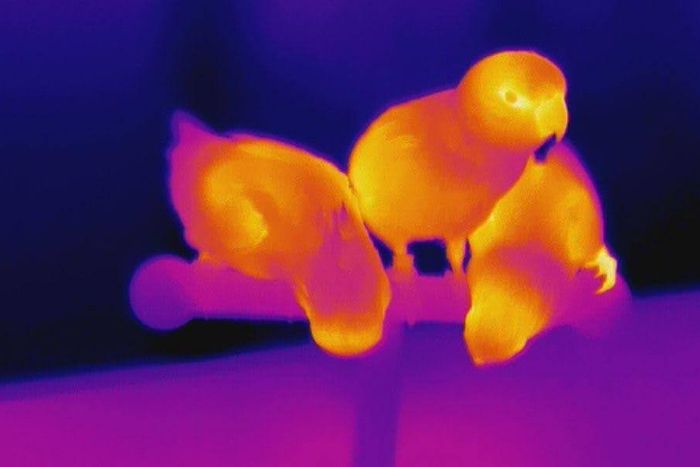 thermal animal detection